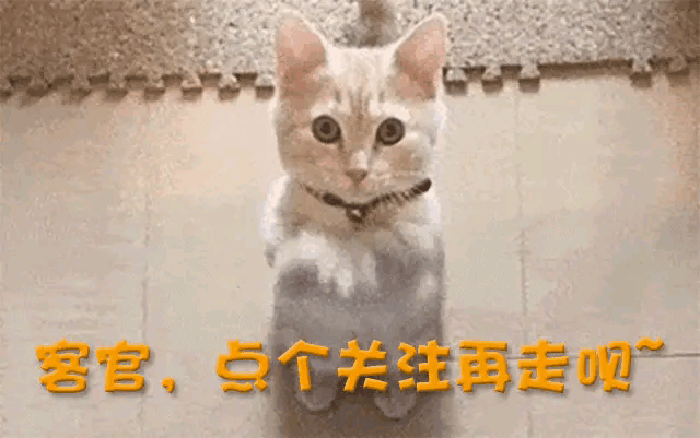 辫被王惠宠成少爷难怪郭麒麟拒当继承人瓦力棋牌游戏10岁郭汾阳戴耳环留小(图7)